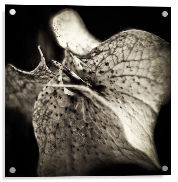 Shoo Fly Plant Seed Pod Acrylic by Marcus Scott