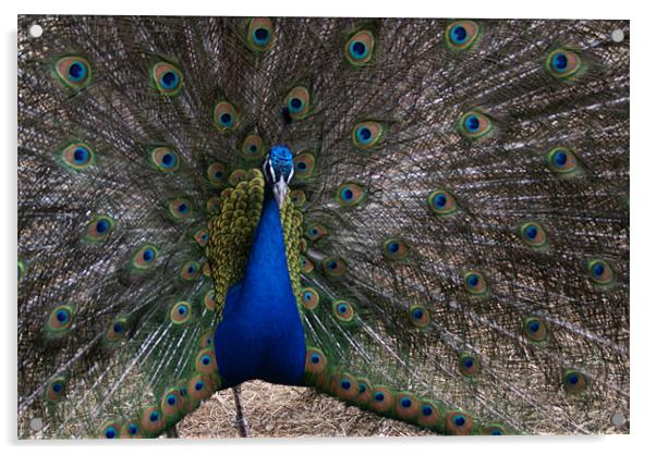 peacock Acrylic by anthony pallazola