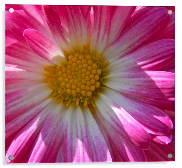pink chrysanthemum Acrylic by anthony pallazola