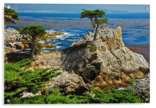Cypress and rocks in Monterey Acrylic by Jonah Anderson Photography