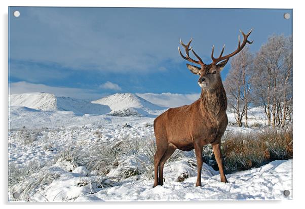 Deer Stag, Glencoe Acrylic by Grant Glendinning