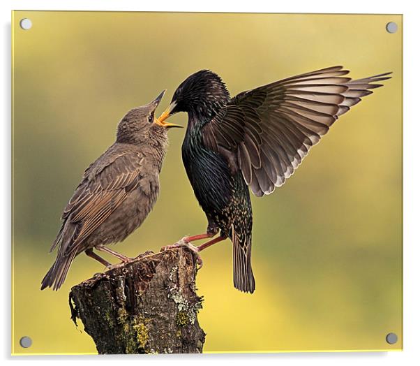 Starlings Acrylic by Grant Glendinning