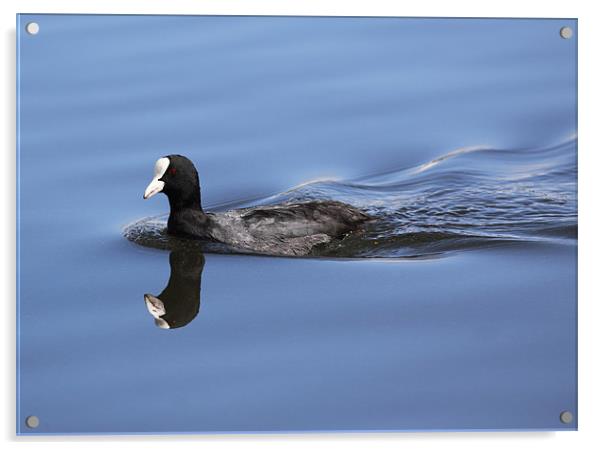 Coot reflection Acrylic by Grant Glendinning