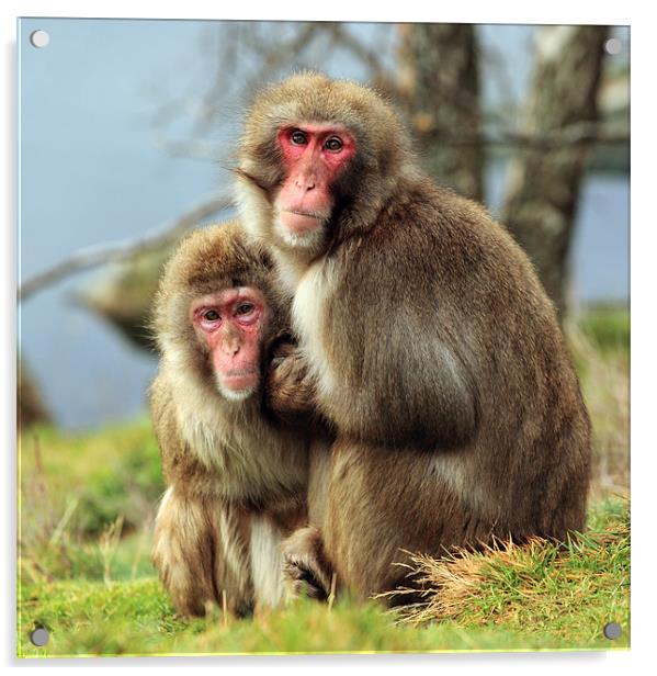 Macaque Monkey portrait Acrylic by Grant Glendinning