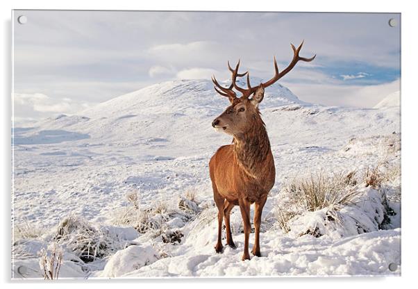 Deer Stag in the snow Acrylic by Grant Glendinning