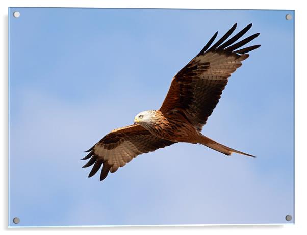 Red Kite Acrylic by Grant Glendinning