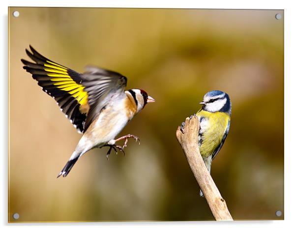 Goldfinch and Bluetit Acrylic by Grant Glendinning