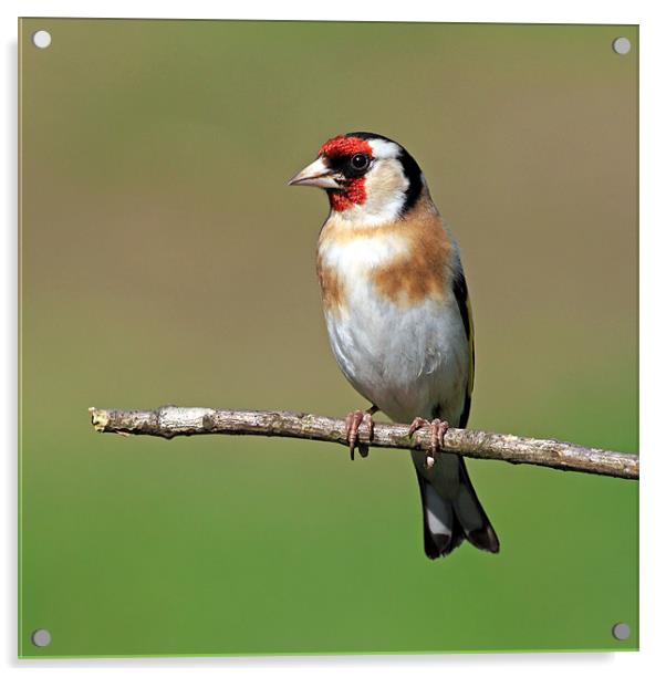 Goldfinch Acrylic by Grant Glendinning