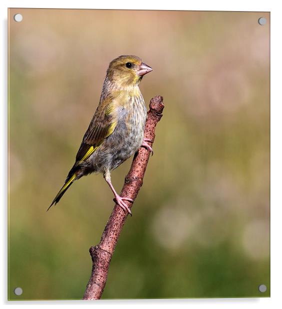 Greenfinch Acrylic by Grant Glendinning