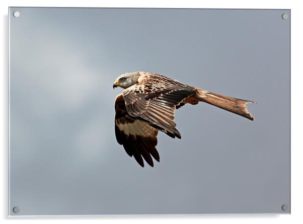 Red Kite Acrylic by Grant Glendinning