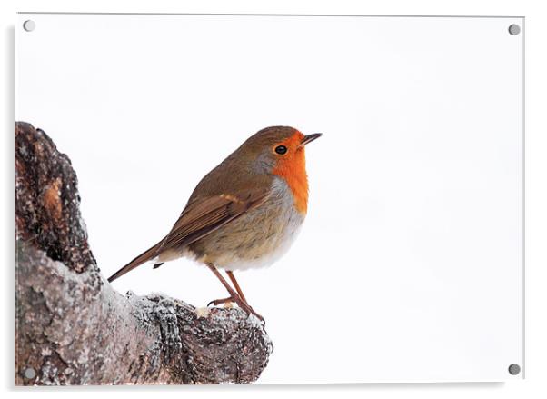 Robin redbreast Acrylic by Grant Glendinning