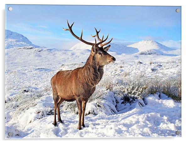 Deer Stag in snow Acrylic by Grant Glendinning