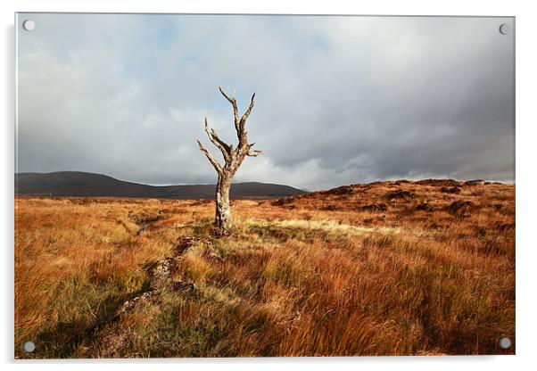 Rannoch moor tree Acrylic by Grant Glendinning