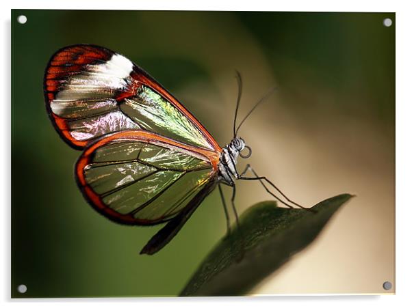 Glasswing Butterfly Acrylic by Grant Glendinning