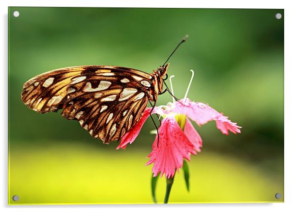 Gulf fritillary Butterfly Acrylic by Grant Glendinning