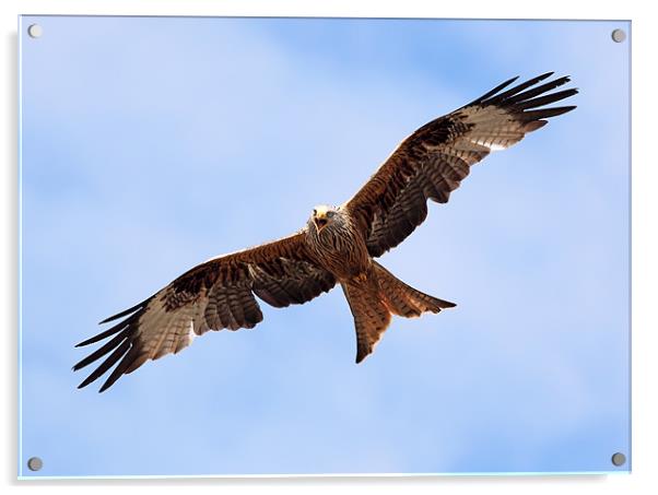 Red Kite Acrylic by Grant Glendinning