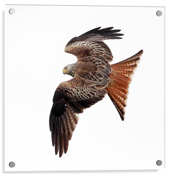 Red Kite Acrylic by Grant Glendinning