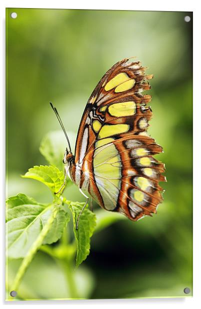 Malachite butterfly Acrylic by Grant Glendinning
