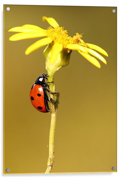 Ladybird Acrylic by Grant Glendinning