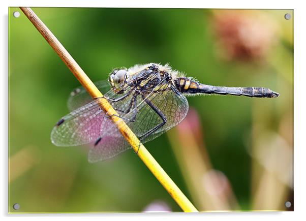 Black Darter Dragonfly Acrylic by Grant Glendinning