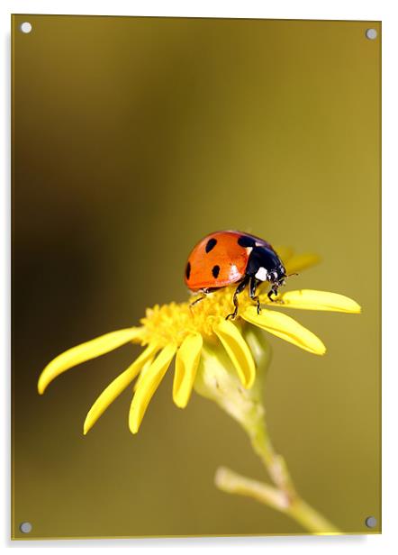 Ladybird Acrylic by Grant Glendinning