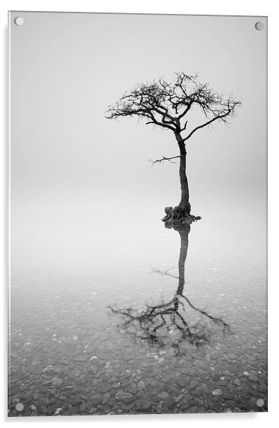 Misty Tree Acrylic by Grant Glendinning