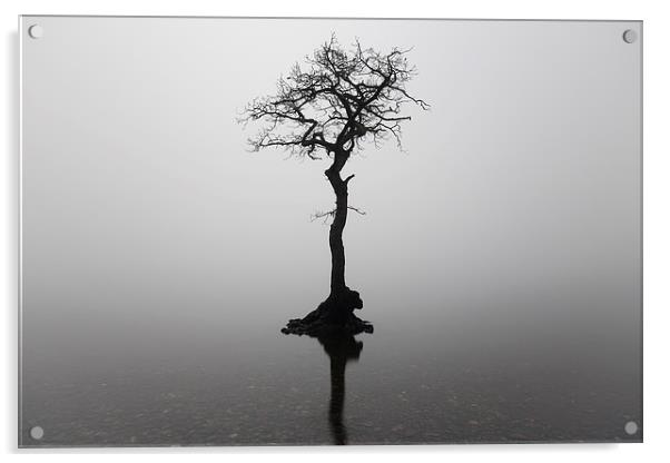 Misty Tree  Acrylic by Grant Glendinning