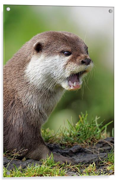  Otter portrait Acrylic by Grant Glendinning