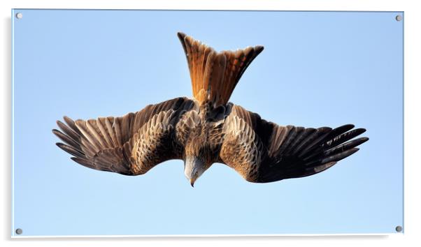 Red Kite Diving Acrylic by Grant Glendinning