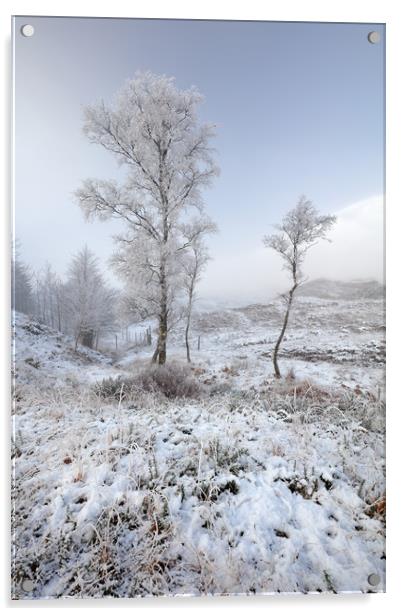 Glen Shiel Misty Winter Trees Acrylic by Grant Glendinning