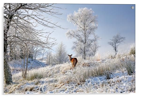 Glen Shiel Misty Winter Deer Acrylic by Grant Glendinning