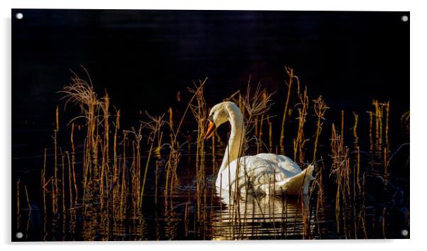 Swan Loch Acrylic by Grant Glendinning