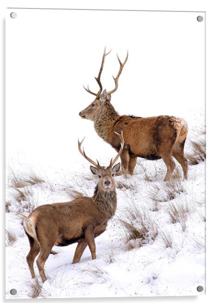 Scottish Red Deer Stags Acrylic by Grant Glendinning