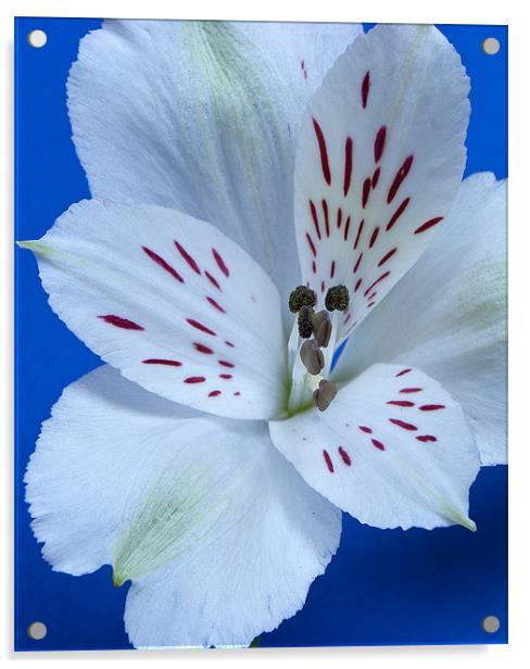 White Alstroemeria Acrylic by Joanne Crockford