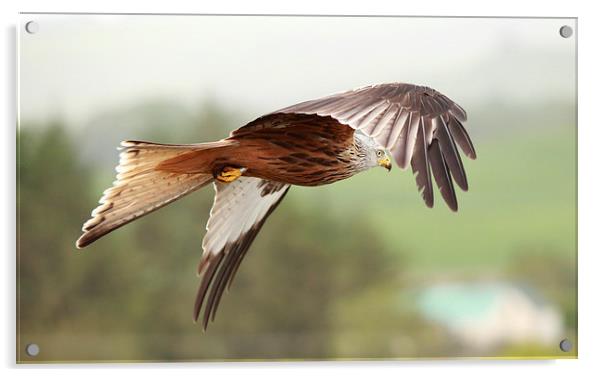 Red Kite in flight Acrylic by Maria Gaellman