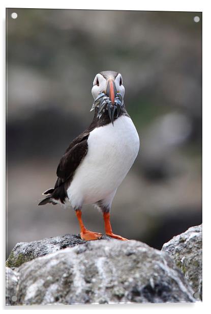 Atlantic Puffin with Sand eels on a Rock Acrylic by Maria Gaellman