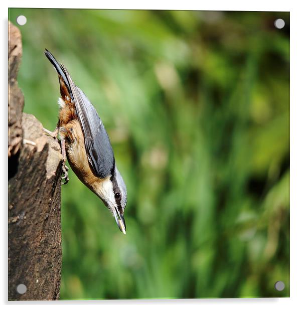 Nuthatch Acrylic by Maria Gaellman