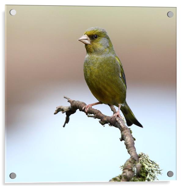 European Greenfinch Acrylic by Maria Gaellman