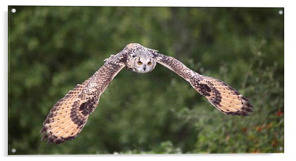 Bengal Eagle Owl in flight Acrylic by Maria Gaellman