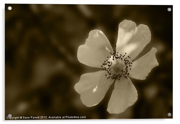 Old Fashion White English Rose Acrylic by Daves Photography