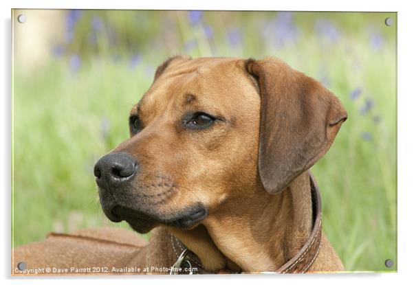 Rhodesian Ridgeback Portrait Acrylic by Daves Photography