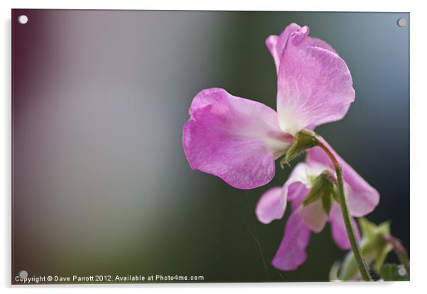 Love is a Sweet Pea - Lathyrus odoratus Acrylic by Daves Photography