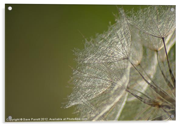 Dandelion Dreams Acrylic by Daves Photography