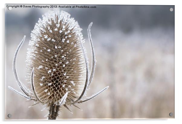 Frosty Teasel Head Acrylic by Daves Photography