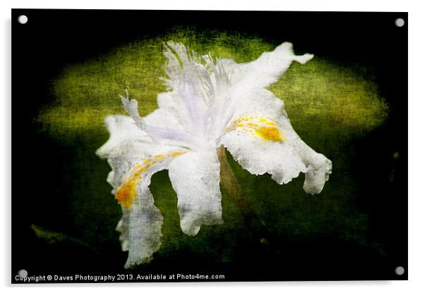 Iris Japonica - Grunge Acrylic by Daves Photography