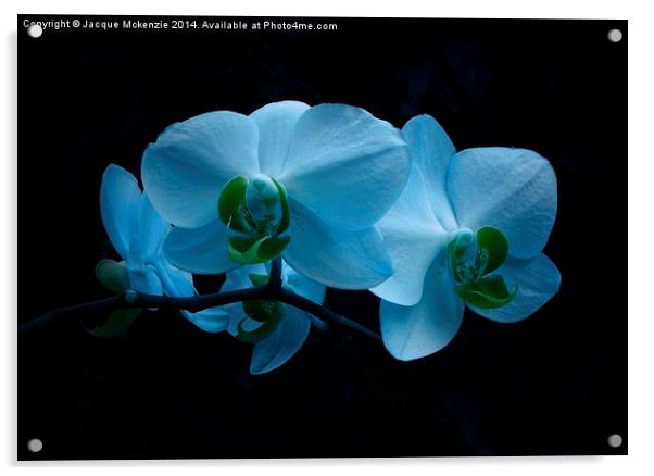 COOL BLUE ORCHID Acrylic by Jacque Mckenzie