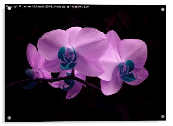 PRETTY PINK ORCHID Acrylic by Jacque Mckenzie