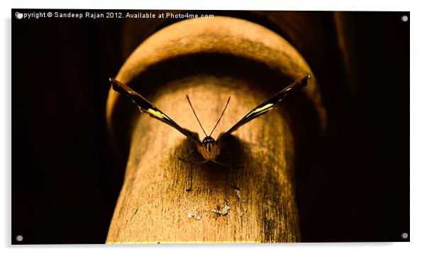 The (butter)fly who loved me Acrylic by Sandeep Rajan