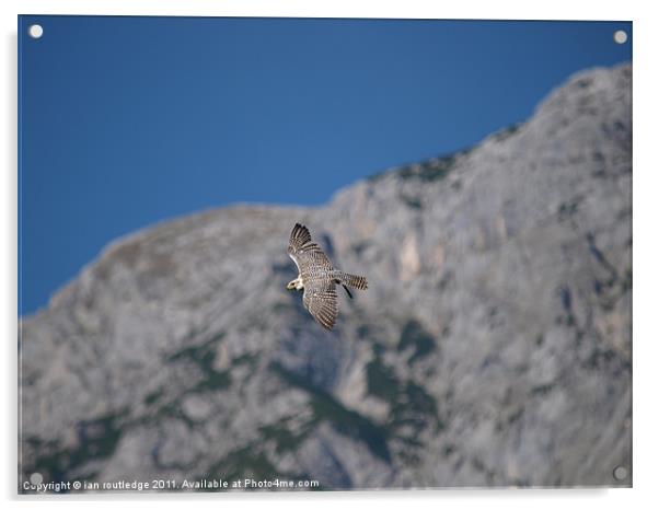 Falcon in flight Acrylic by ian routledge