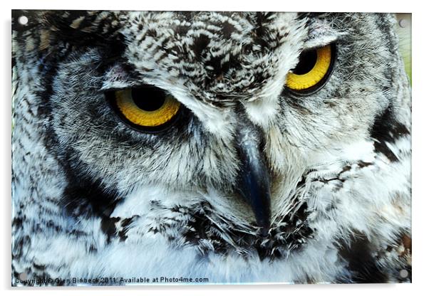 Snowy Owl with eyes staring Acrylic by Glen Birkbeck